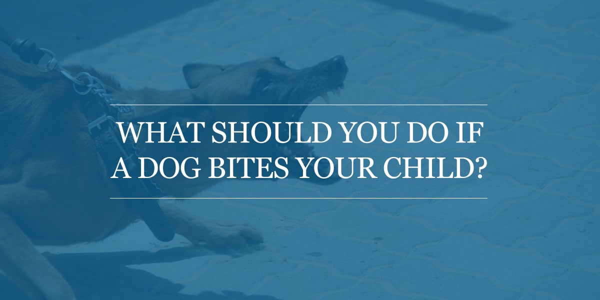 What Should You Do If A Dog Bites Your Child? Levar Law Injury